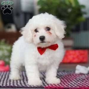 Ranger, Bichon Frise Puppy